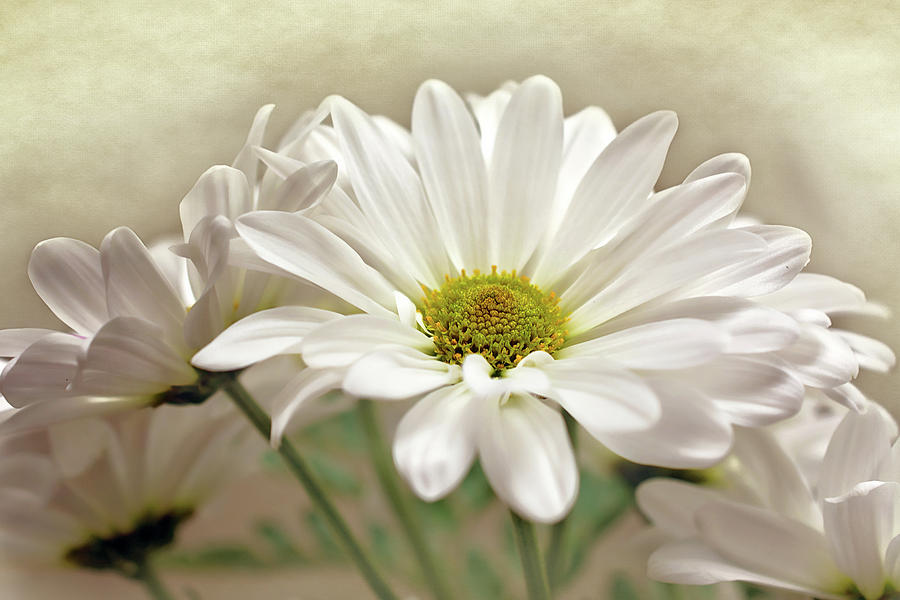 Inspired Daisies Print Photograph by Gwen Gibson