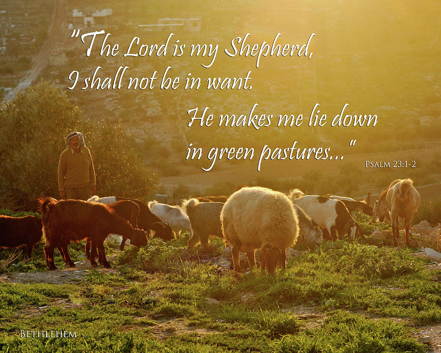 Shepherd Tending His Flock at Sunset Photograph by Desiree Silva - Fine ...