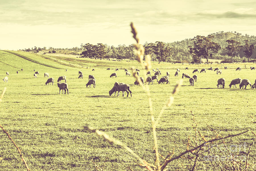 Instagram styled Australian farmyard Photograph by Jorgo Photography