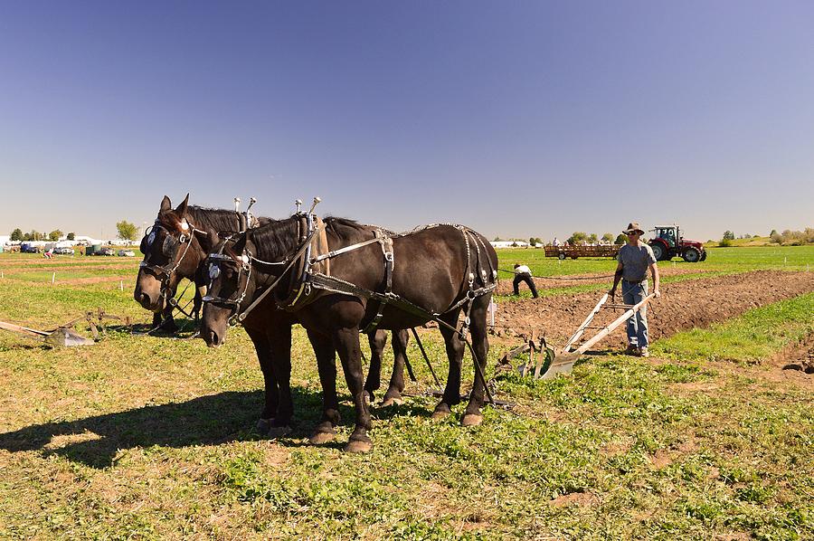 Instructing The Horses Four Photograph by Lyle Crump - Fine Art America