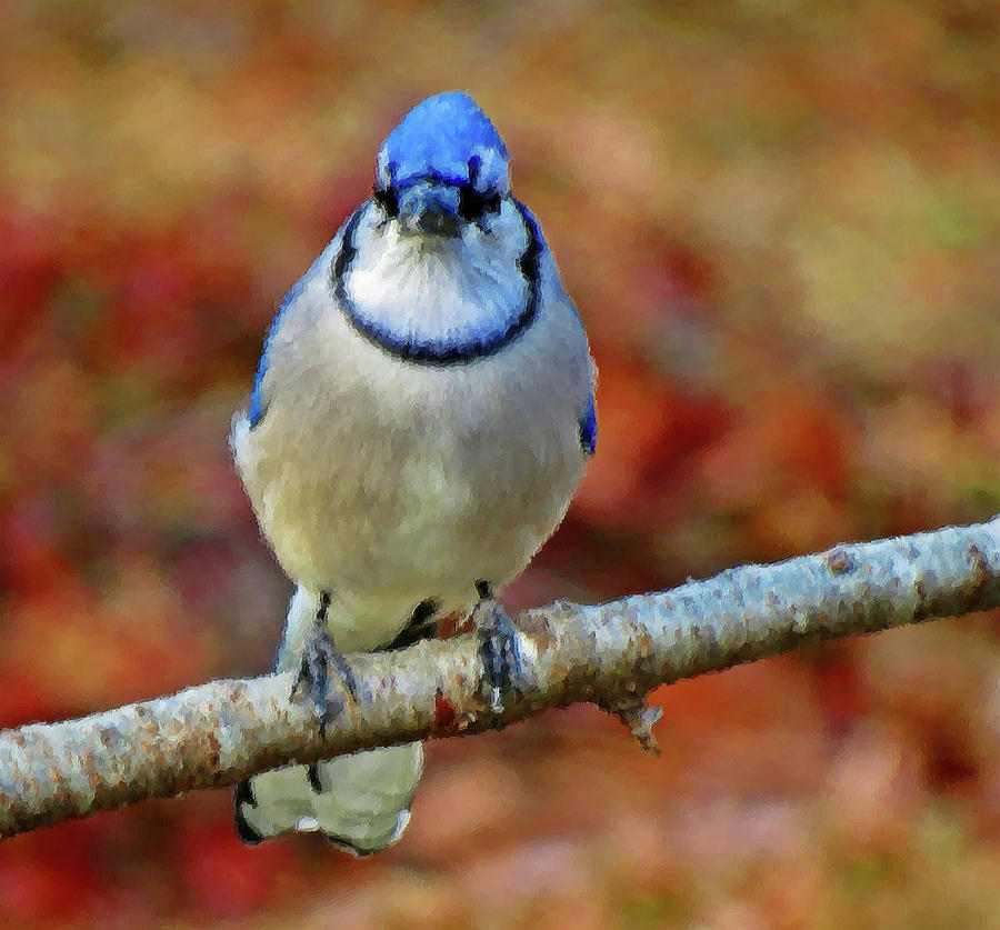 Intense Blue Jay Bird - Brush Strokes Photograph by MTBobbins Photography