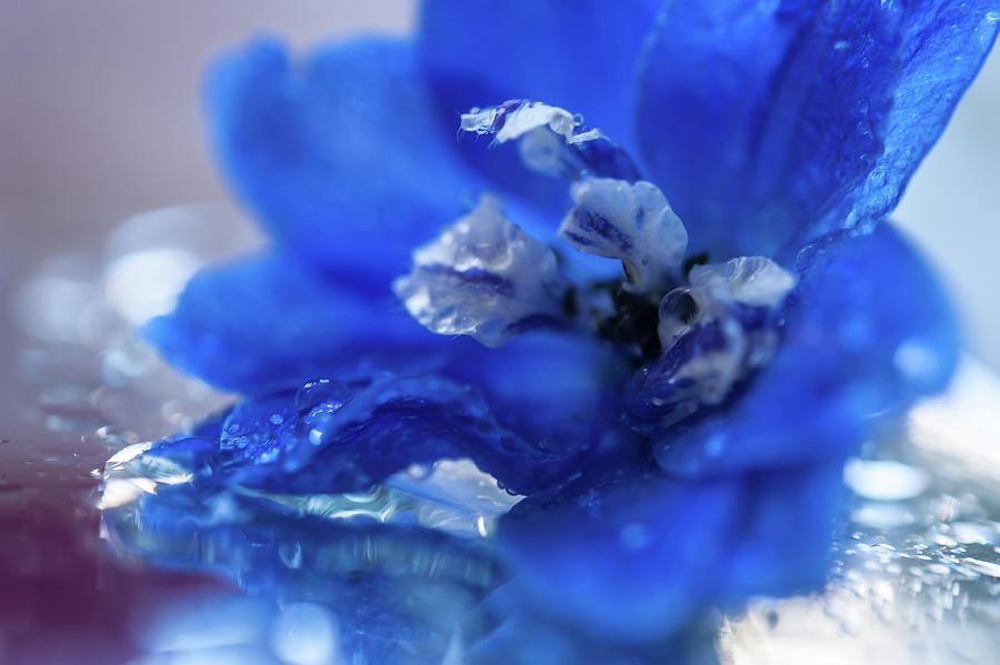 Intense Blue Photograph by Jenny Rainbow
