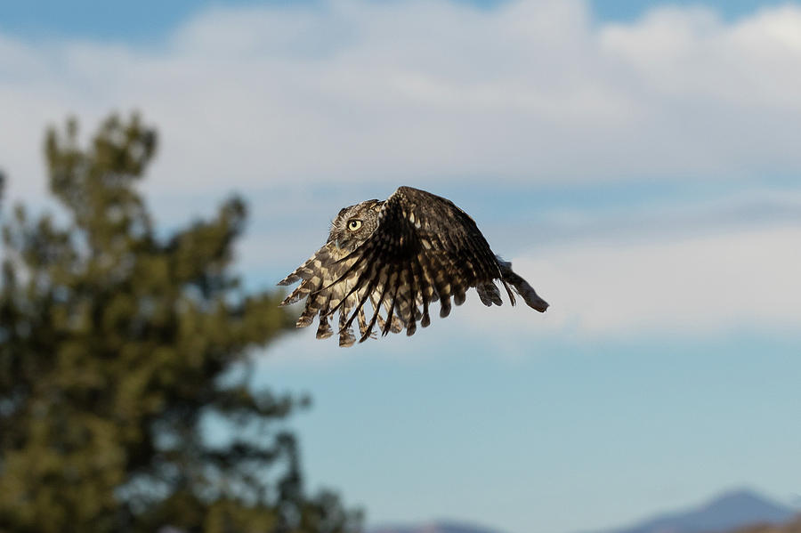 Intense Flight Of A Eastern Screech Owl Photograph By Tony Hake Pixels