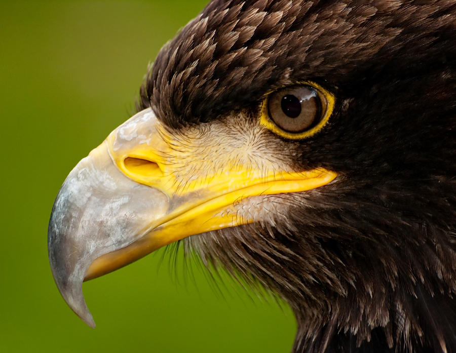 Intense Gaze of a Golden Eagle Photograph by Bel Menpes