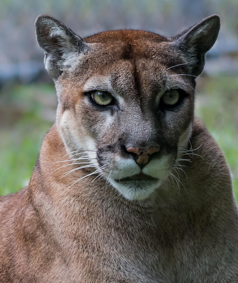 Intense Photograph by Lois Pustizzi - Fine Art America