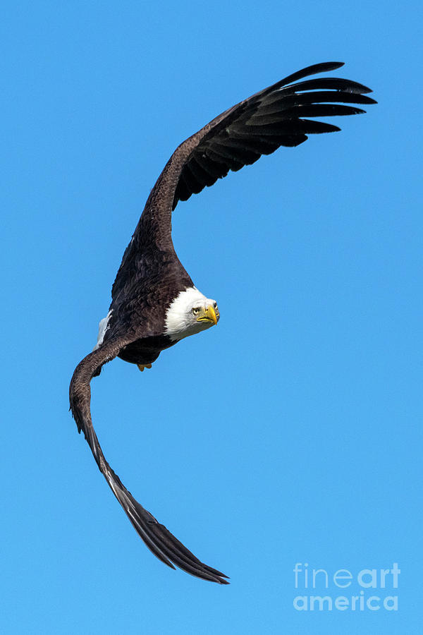Eagle Photograph - Intense by Michael Dawson