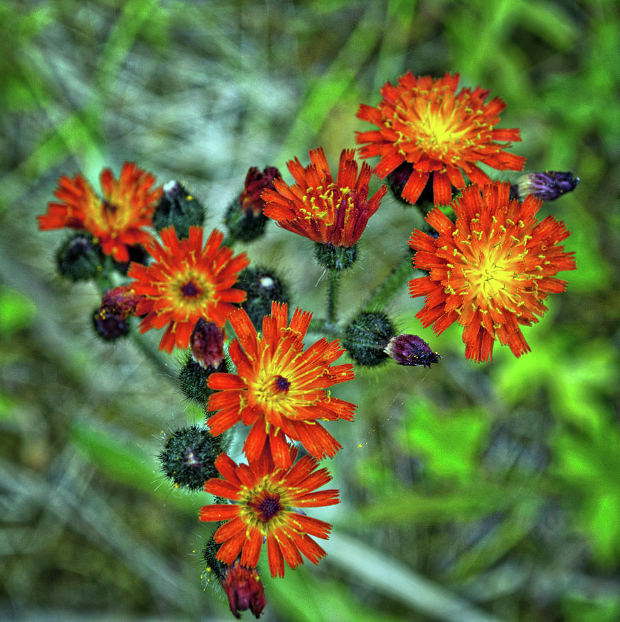 Intense Orange Floral Photograph by Cathy Mahnke