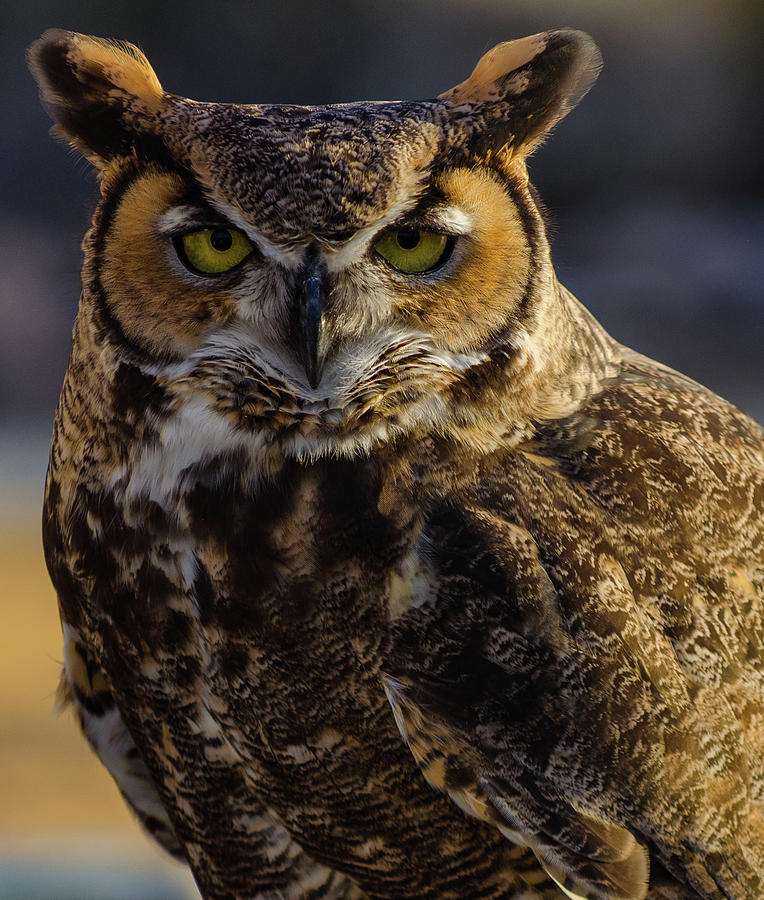 Intense Owl Photograph by Douglas Killourie