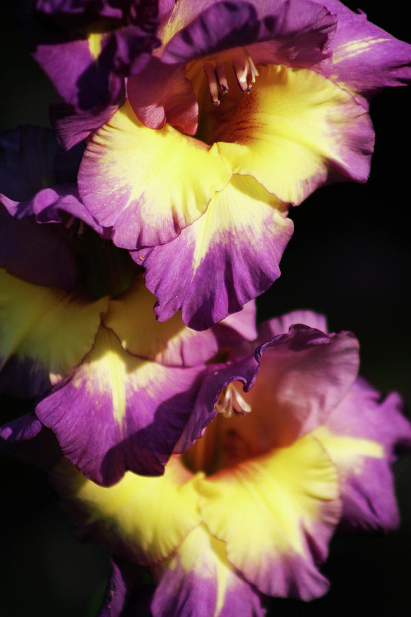 Intense Purple and Yellow Gladiolus 3036 H_2 Photograph by Steven Ward