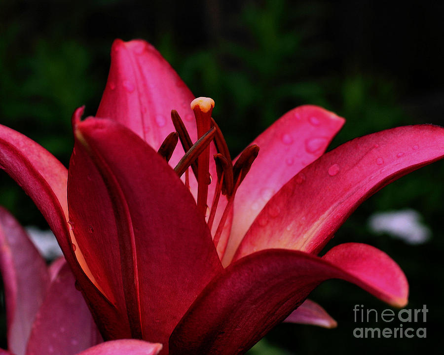 Intense Red Lily Photograph by Smilin Eyes Treasures