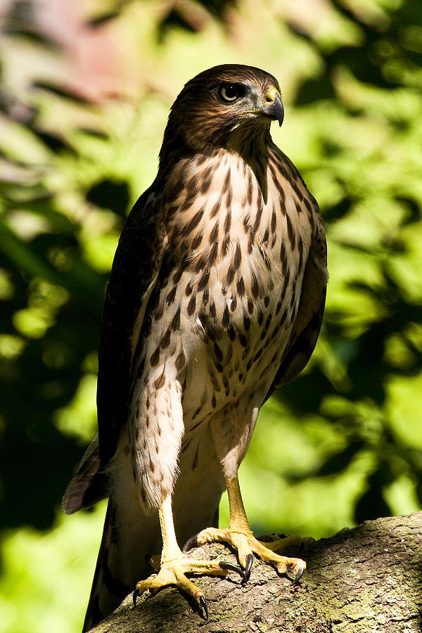 Intense Stare Photograph by James Marvin Phelps - Fine Art America