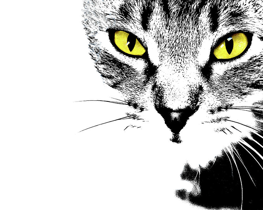 Intensity - Graphic Cat Face in Black, White, and Yellow Photograph by Mitch Spence