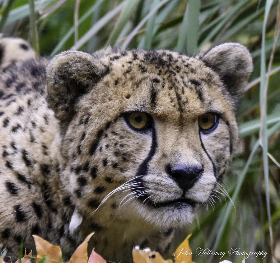 Cheetah Photograph - Intensity by John Holloway
