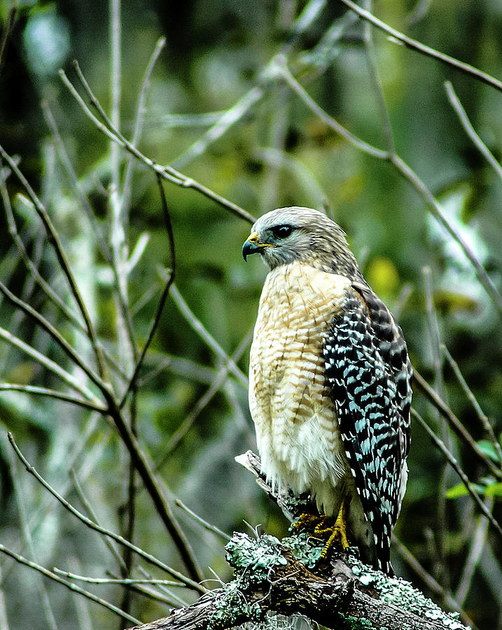 Red Shouldered Hawk Photograph - Intensity by Norman Johnson Red Shouldered Hawk Photograph - Intensity by Norman Johnson