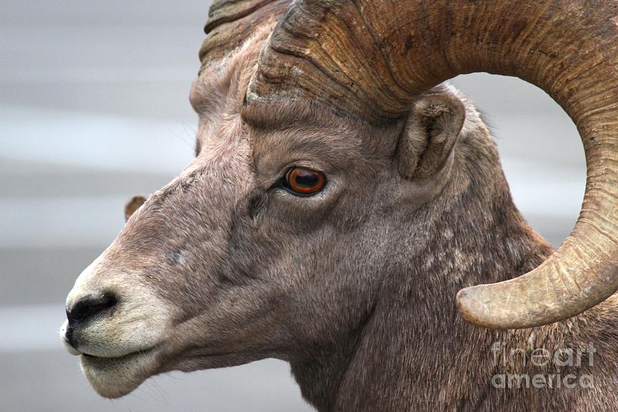Intensity Of A Bighorn Photograph by Adam Jewell