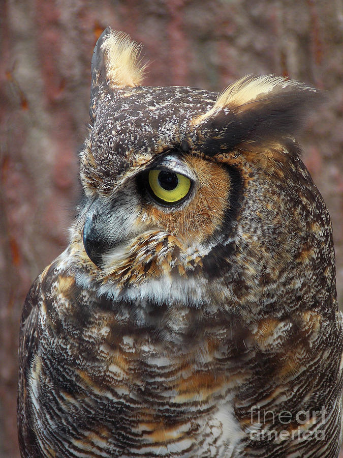 Intensity Of A Great Horned Owl Photograph by Skip Willits
