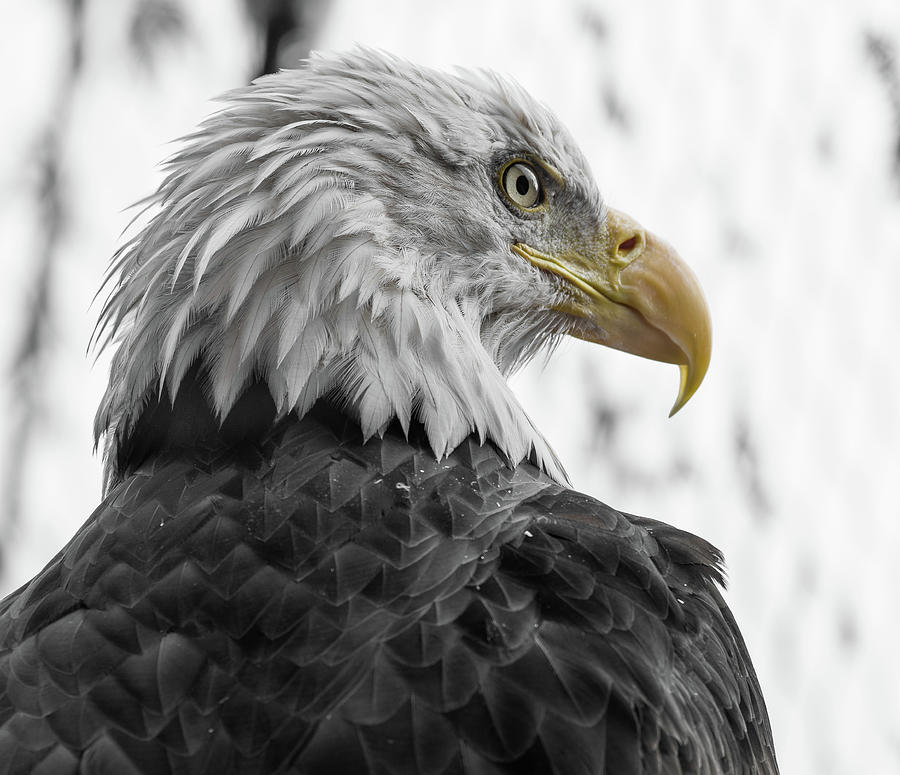 Intensity of the Eagle Photograph by Greg Nyquist