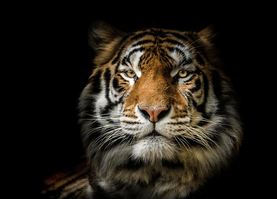 Intensity by Serena Vachon Intensity by Serena Vachon