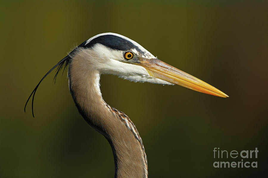 Intensity of a Heron Photograph by Sue Harper