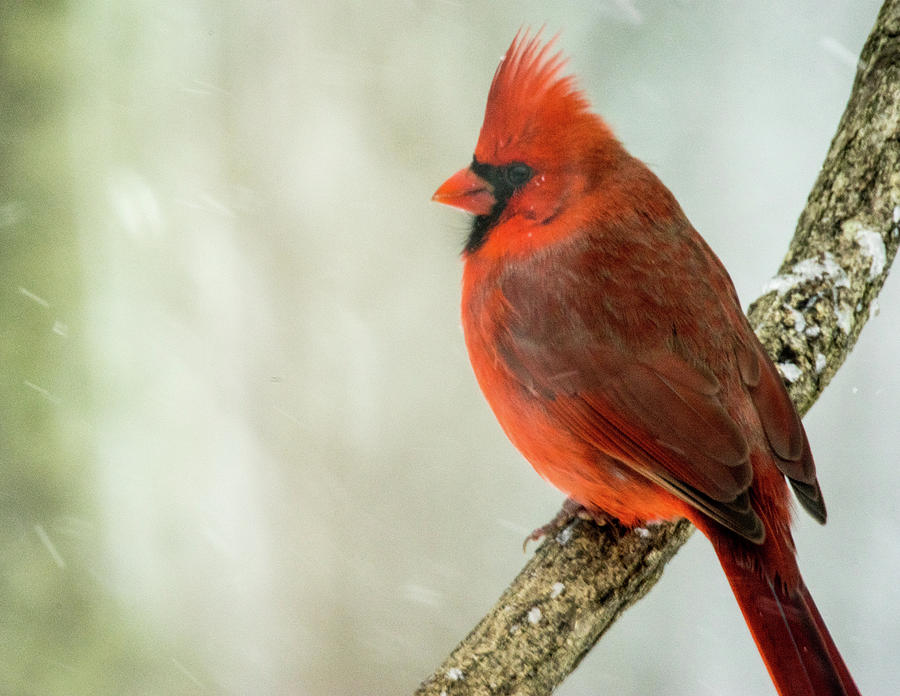 Intent Cardinal Photograph by Douglas Barnett