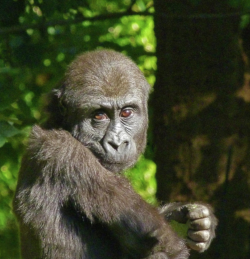 Intent Young Gorilla Photograph by Margaret Saheed