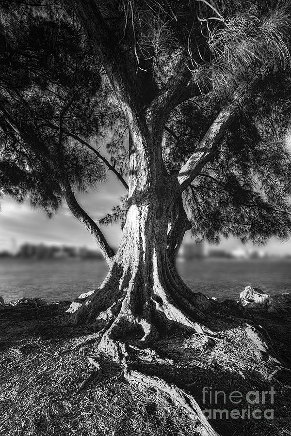 Sunset Photograph - Intercoastal Pine by Marvin Spates
