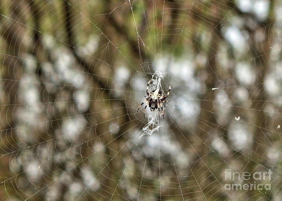 Interesting Swamp Spider with Web Photograph by Carol Groenen