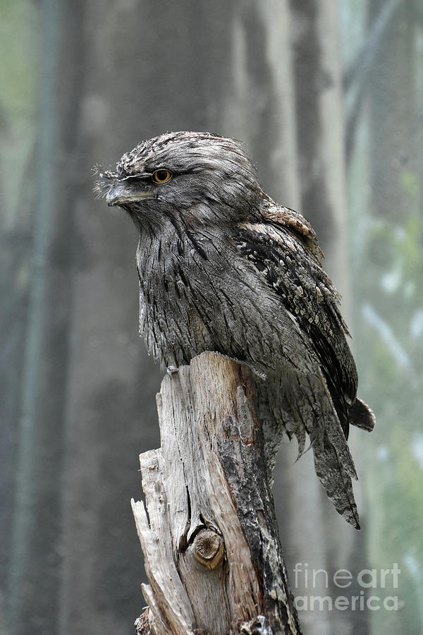 Interesting Tawny Frogmouth Perched on a Tree Stump Photograph by DejaVu Designs