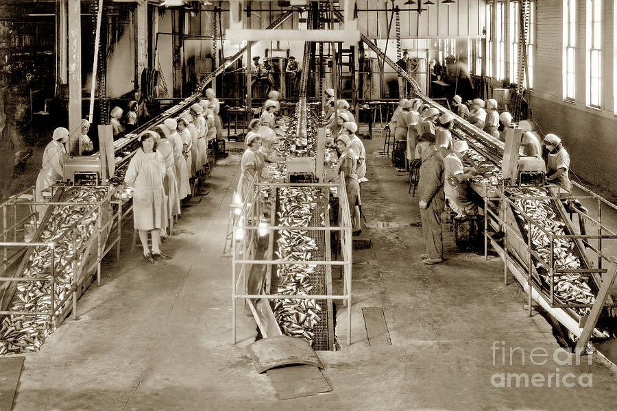Fish Photograph - Interior view of three double packing tables of the main at Hovden Cannery 1927 by Monterey County Historical Society