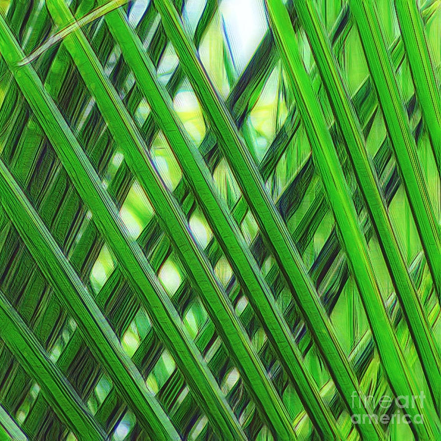 Interlaced Tropical Palm Photograph by Scott Cameron