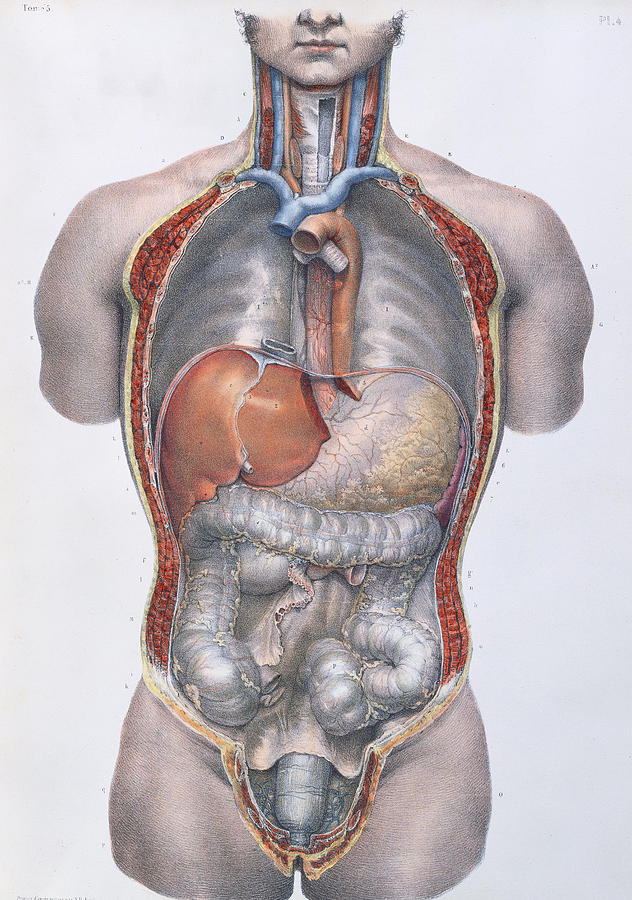 Medicine Drawing - Internal organs by Nicolas Henri Jacob