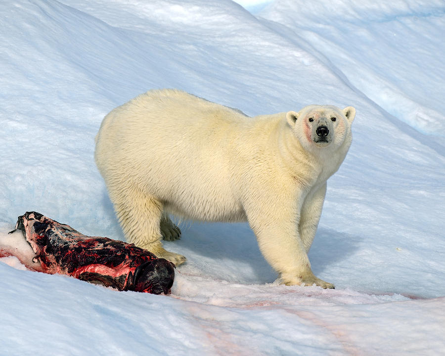 Polar Bear Photograph - Interruption by Tony Beck