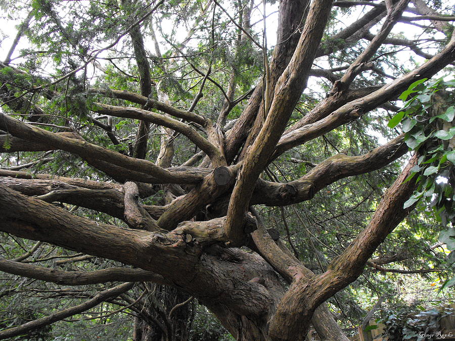 Intertwined Yews Photograph by Ginger Repke