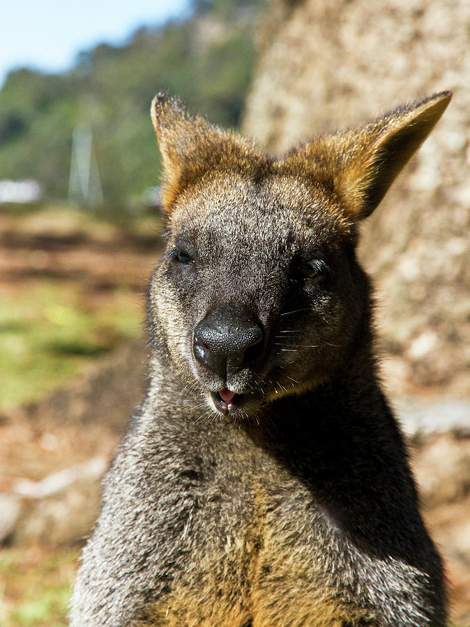 Interview With A Swamp Wallaby Photograph by Miroslava Jurcik