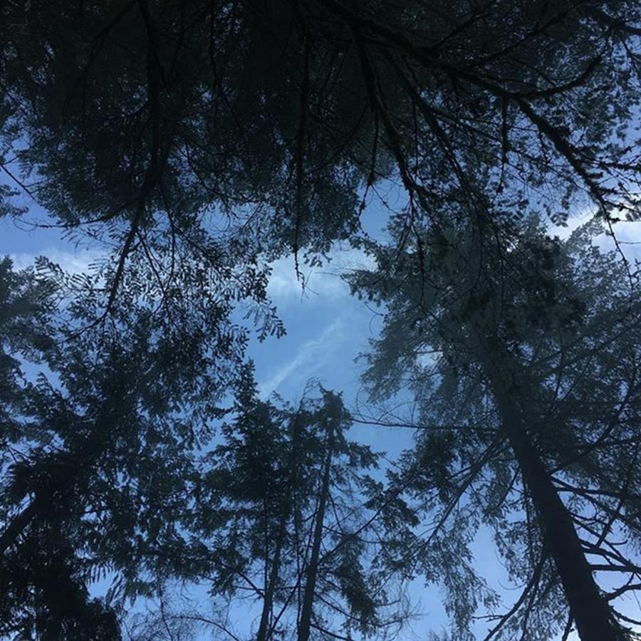 Sky Photograph - #intheforrest🌲 #forest #blue #sky by Summer Maeda