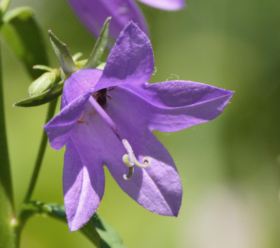 Intimate Bellflower  Photograph by Lyle Crump