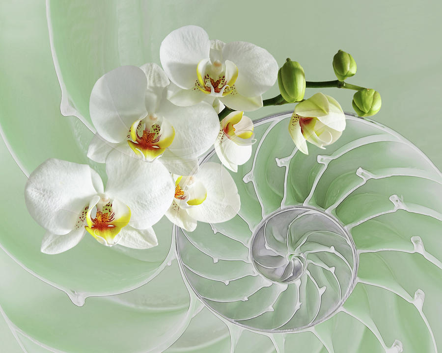 White Orchids on Cool Green - Intimate Fusion Photograph by Gill Billington