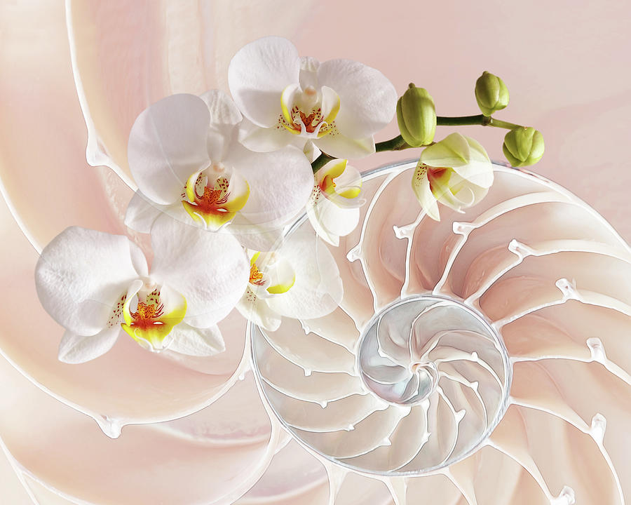 White Orchids On Soft Pink - Intimate Fusion Photograph by Gill Billington
