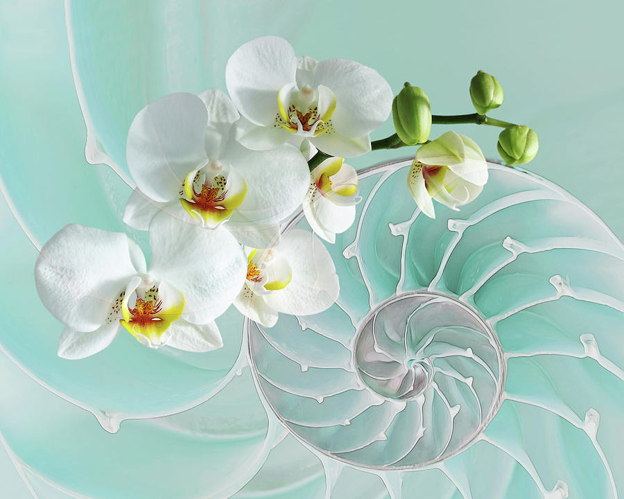 Orchid Photograph - Intimate Fusion in Turquoise by Gill Billington