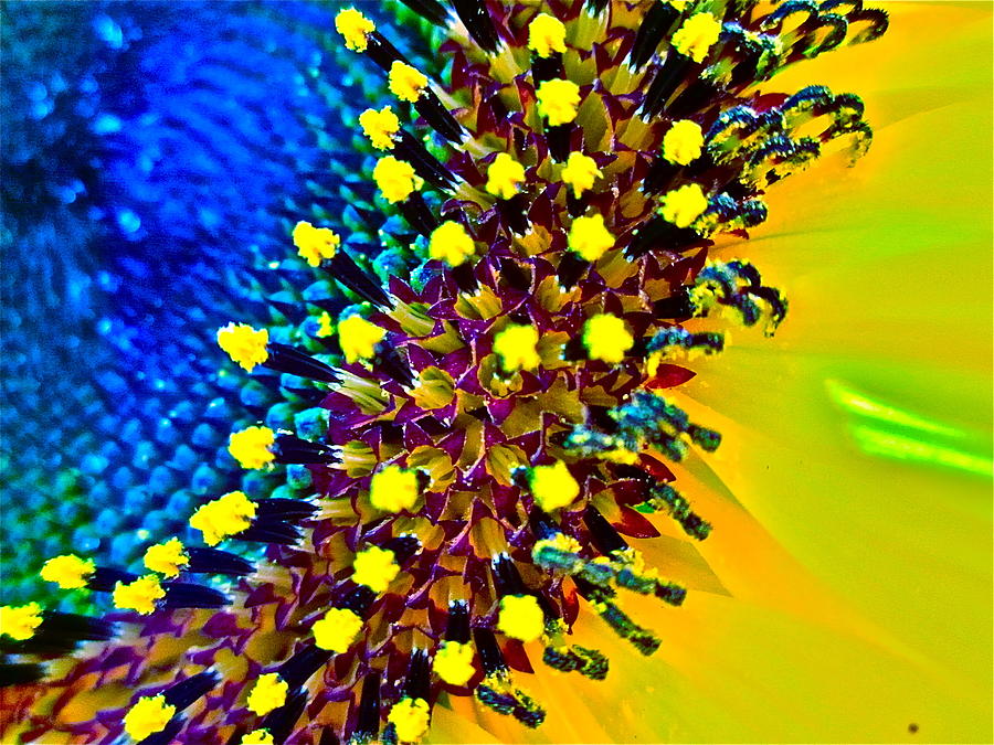 Sunflower Photograph - Intimate by Gwyn Newcombe