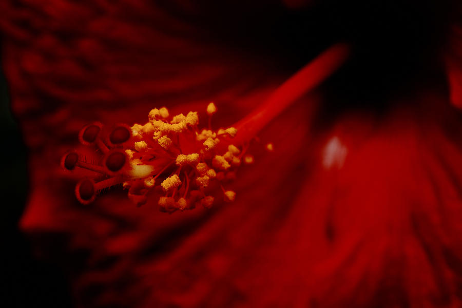 Intimate Hibiscus Photograph by Roberto Aloi