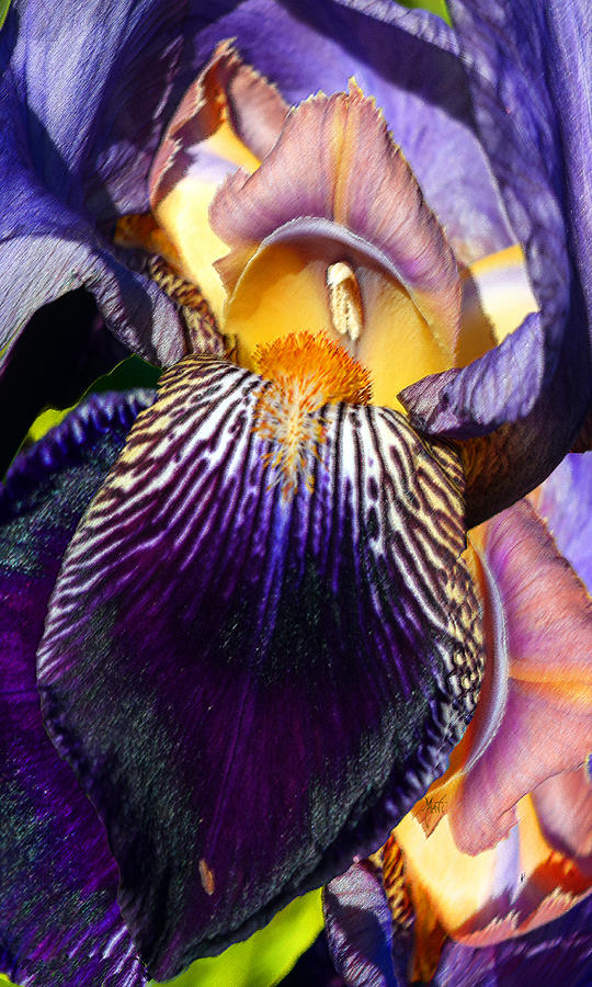 Intimate Iris Photograph