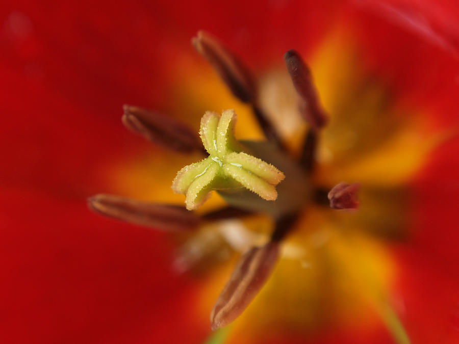 Intimate View Of A Tulip Photograph by Dorothy Lee