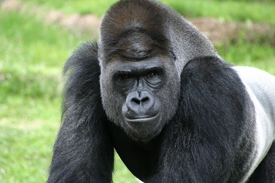 Intimidating Stare From Silver Back Gorilla Photograph by Wendell ...