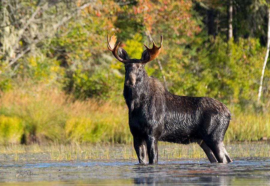 Intimidating Stare Photograph by Jan Mulherin - Fine Art America