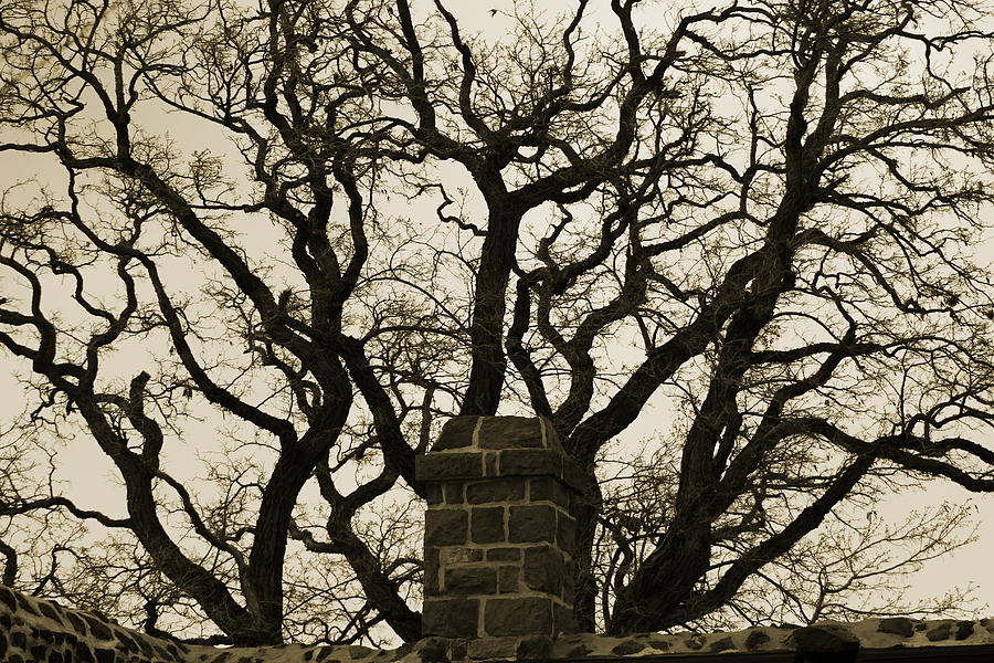 Intimidating Tree Above Fort Wall in Sepia Photograph by Colleen Cornelius