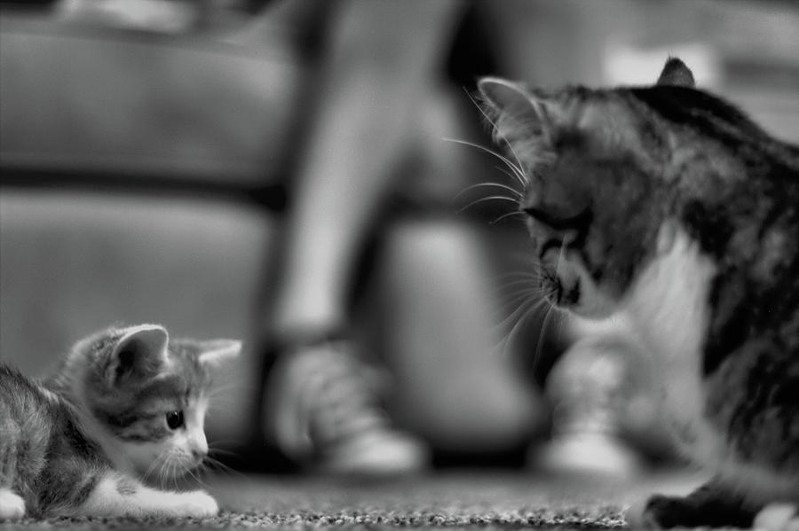 Cat Photograph - Intimidation by Wesley Clark