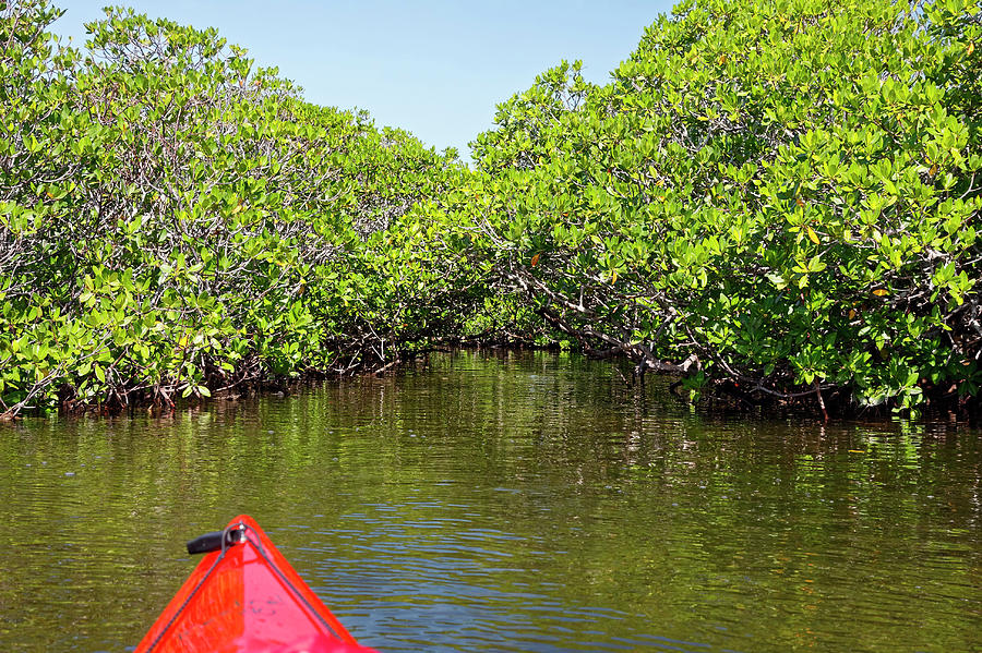 Into a Mangrove Tunnel Photograph by Sally Weigand