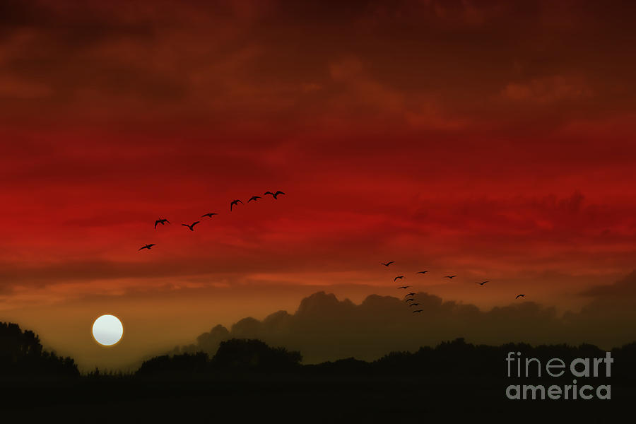 Nature Photograph - Into A Scarlet Sky by Tom York Images