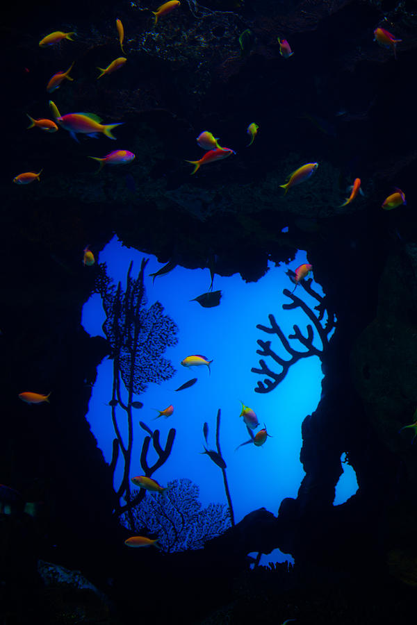 Fish Photograph - Into Another World by Karol Livote